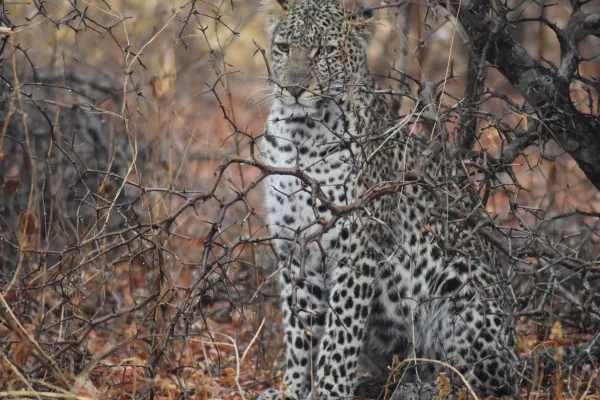 Leopard Sighting on safari_converted