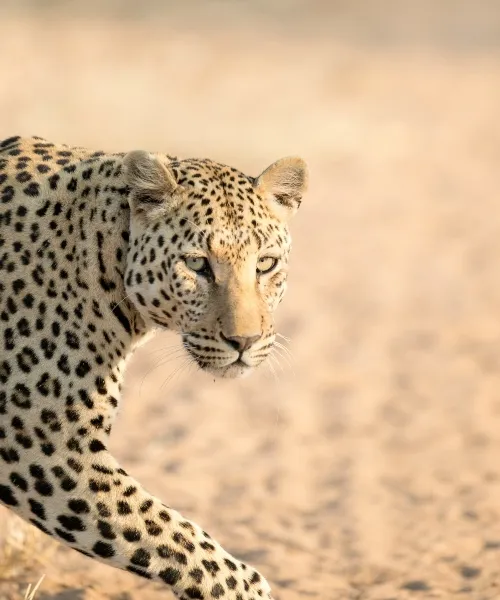 Leopard sightings 6 (1)_converted