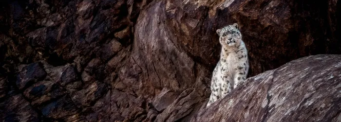 Snow leopard journey_converted