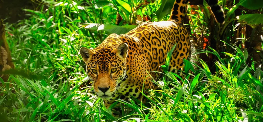 Jaguar in the Amazon Rainforest