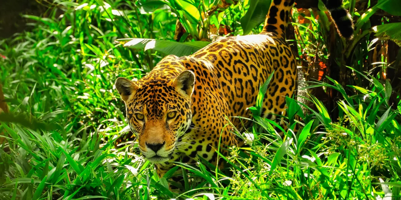 Jaguar in the Amazon Rainforest