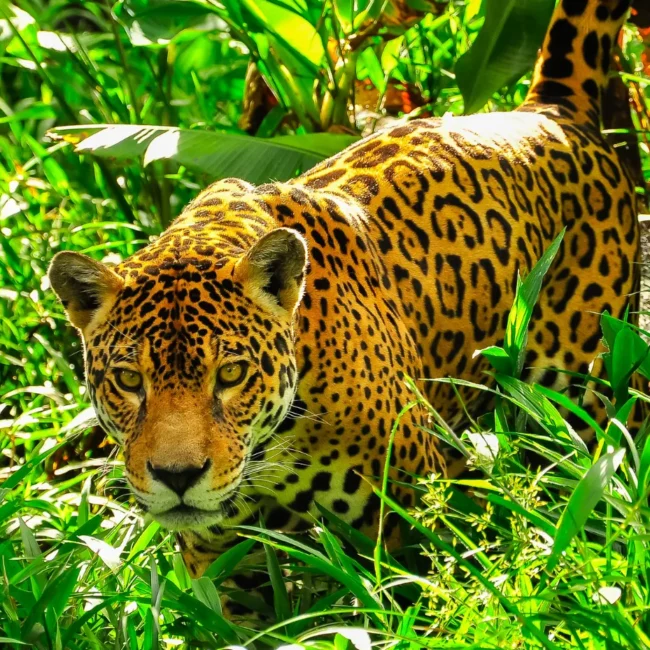 Jaguar in the Amazon Rainforest