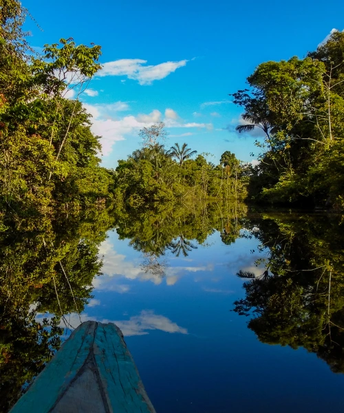 View of the Amazon Jungle from a boat