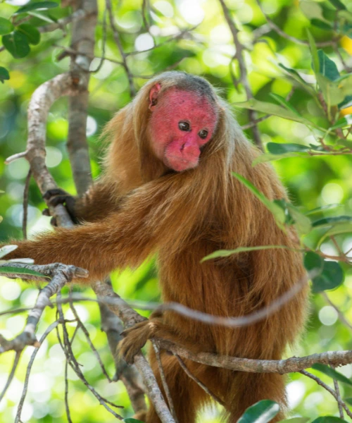 Uakari monkey, an animal that lives in the amazon rainforest