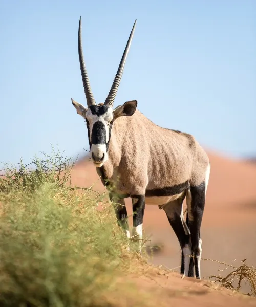 Wilderness Safari in Africa 4 (1)_converted