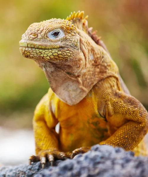 adventure travel for families