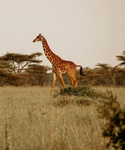 community conservation in Africa