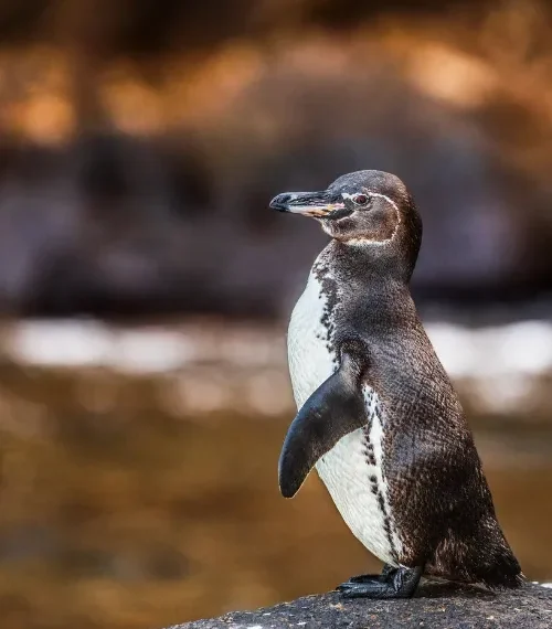 adventure travel for families