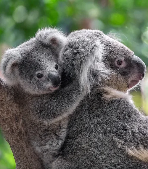 adventure travel for families