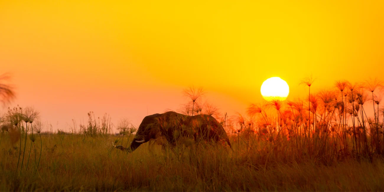 community conservation in africa