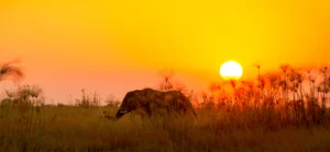 community conservation in africa