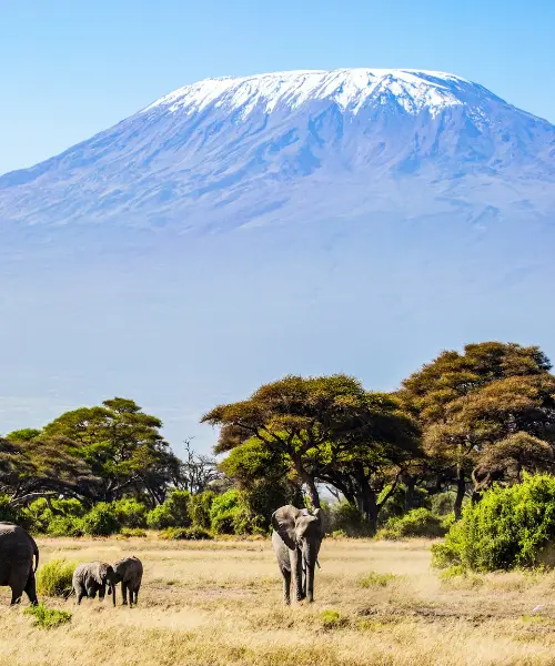 Elephants grazing seen on a mount kilimanjaro safari