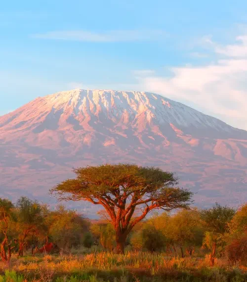 indigenous tree in front of mount kilimanjaro