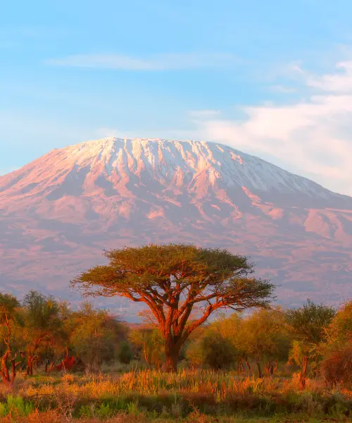 indigenous tree in front of mount kilimanjaro