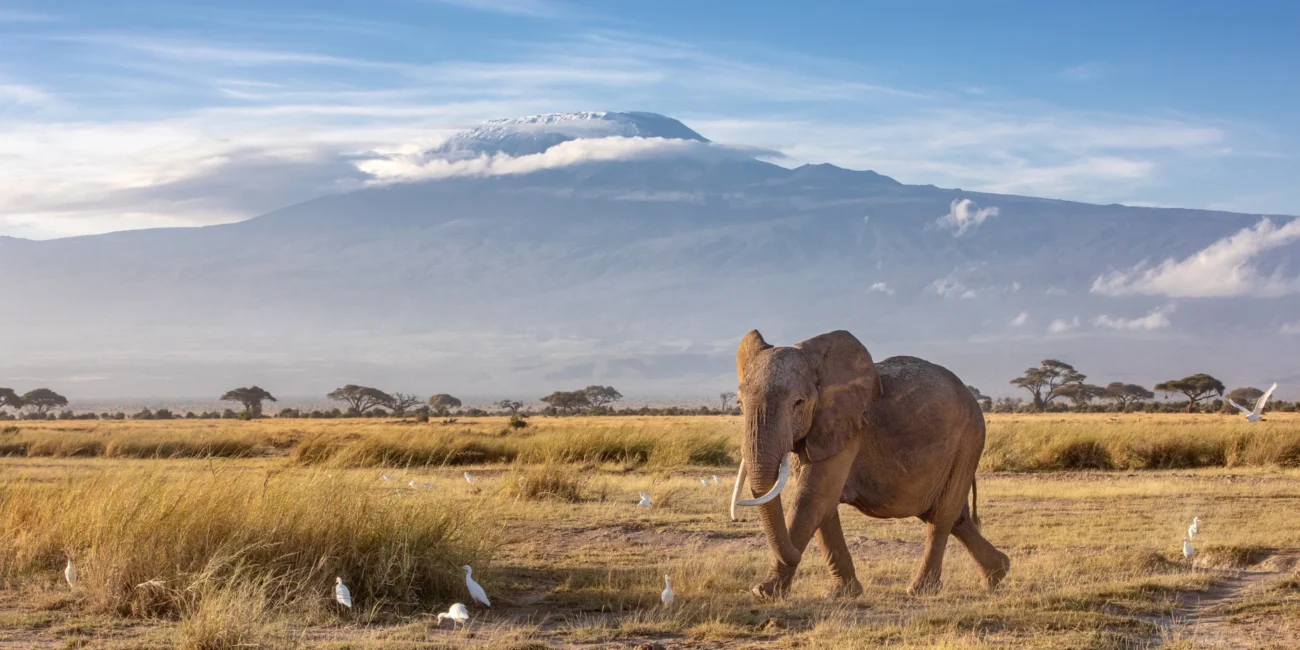 Elephant chasing birds on a mount kilimanjaro safari