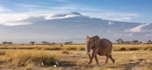 Elephant chasing birds on a mount kilimanjaro safari