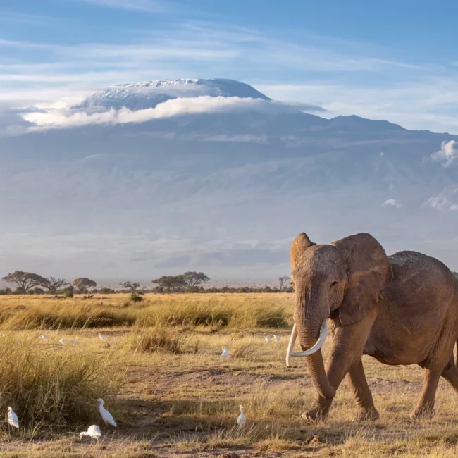 Elephant chasing birds on a mount kilimanjaro safari