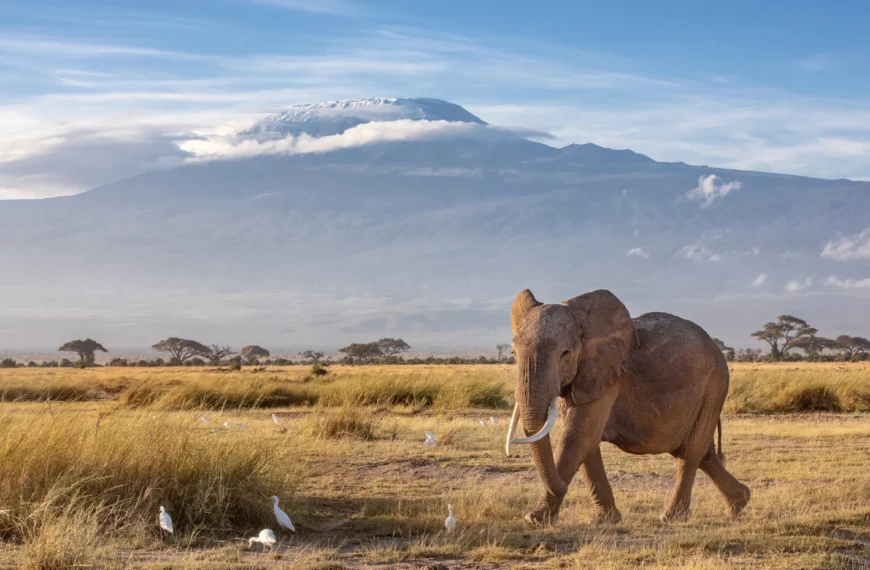 Elephant chasing birds on a mount kilimanjaro safari