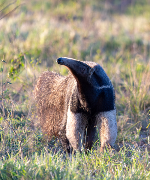 importance of national parks