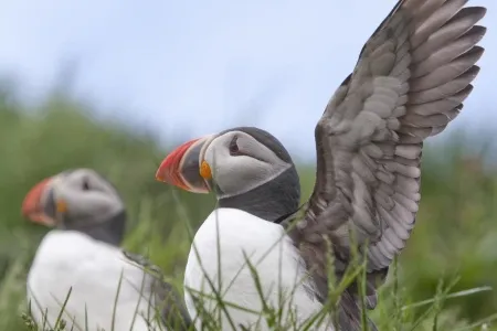 Blabjorg Resort 5 Bird life_converted