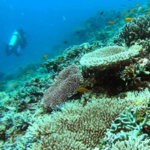 Day 2 Where Ocean Giants Meet Island Life_converted