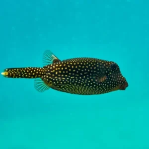 Day 6 Yefnabi and Yeben Island Escapes_converted