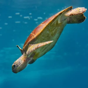 Day 8 Reflecting on Raja Ampat's Magic_converted