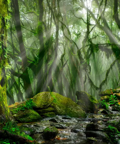 The rainforest in Madagascar, one of the best places to visit in 2026