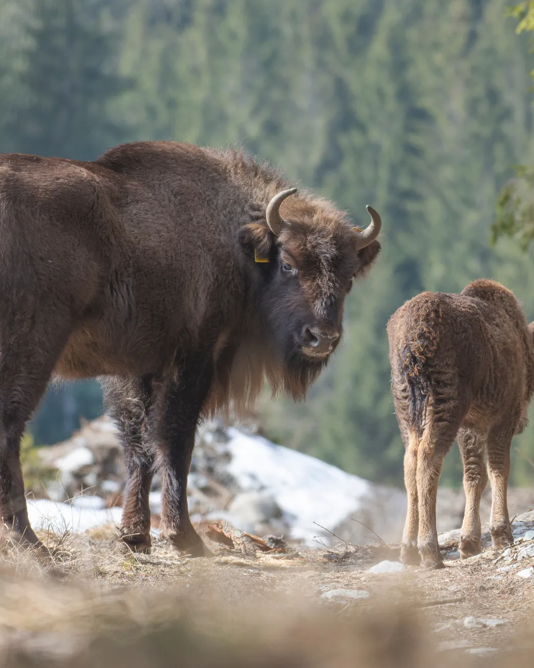Bison Romania JWP