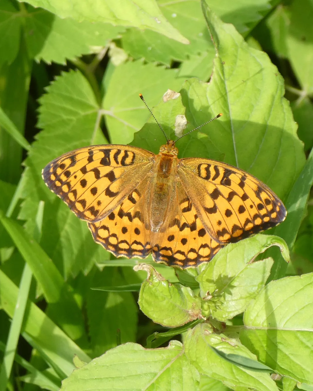 Romania Butterfly JWP