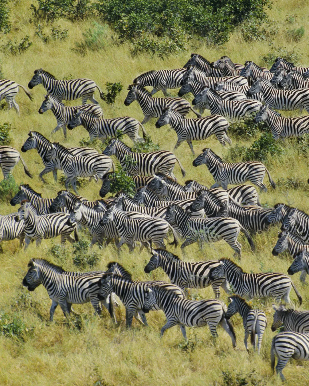 Zebra Migration JWP