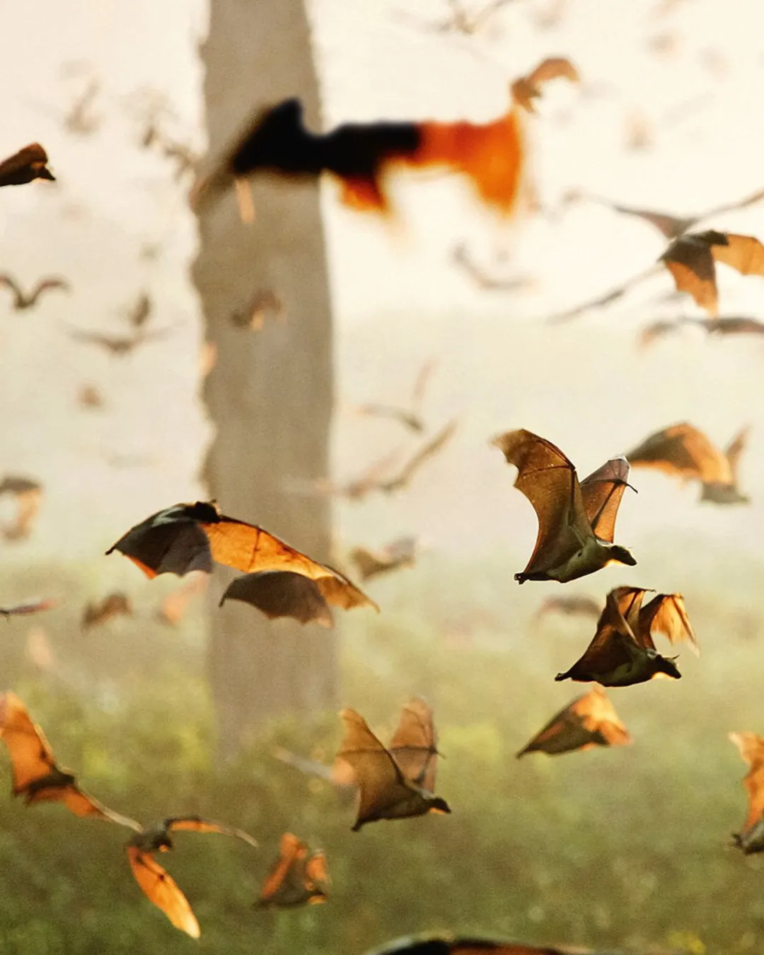 Bat Migration with JWP