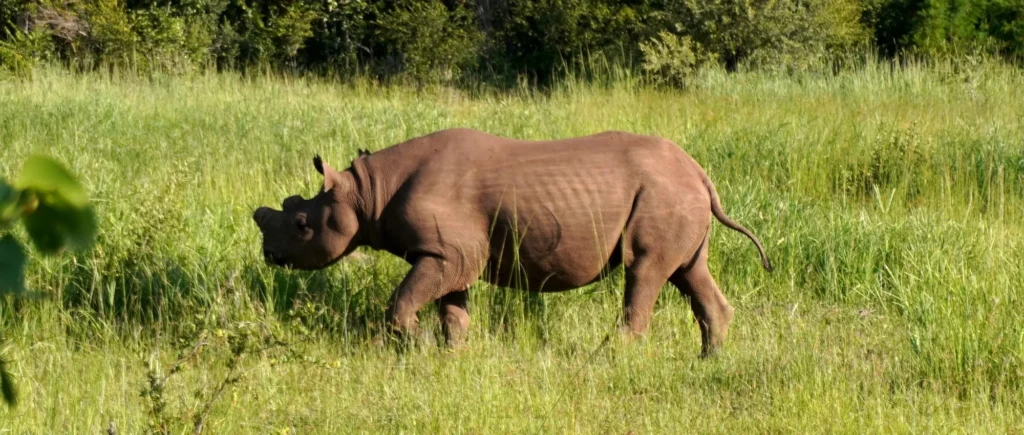 A Journey Through Art, Enterprise & Empowerment in Zambia and Malawi