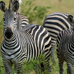 Block 1 Zebra in Zambia_converted