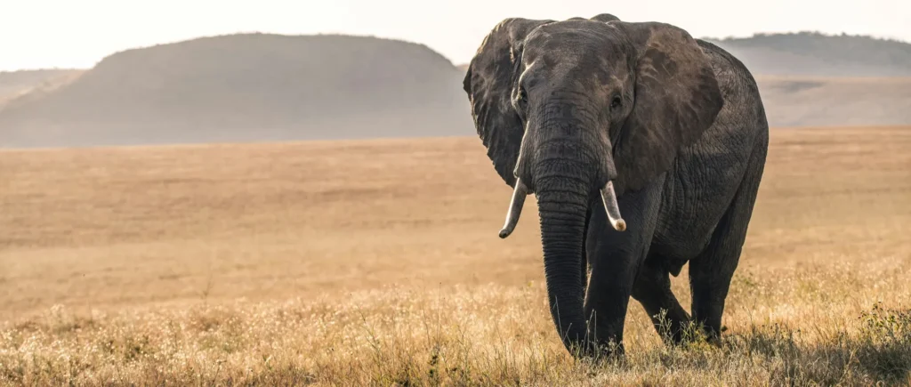 Conservation in Action_ A Learning Journey to Kenya_converted