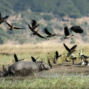 Day 4 Into the Luangwa Valley_converted