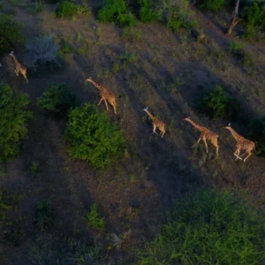 Day 8 From Mountains to the Mara_converted