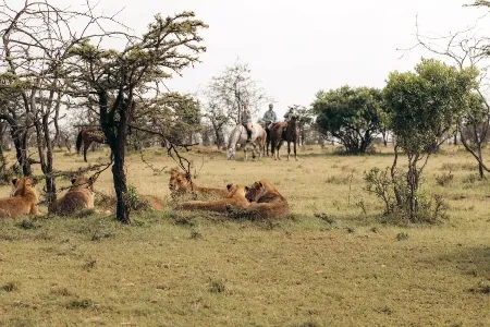 Emboo River 5 Lion sigtings_converted