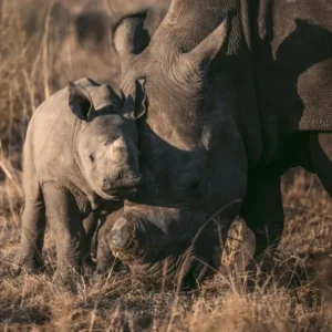 Rhino Sightings_converted