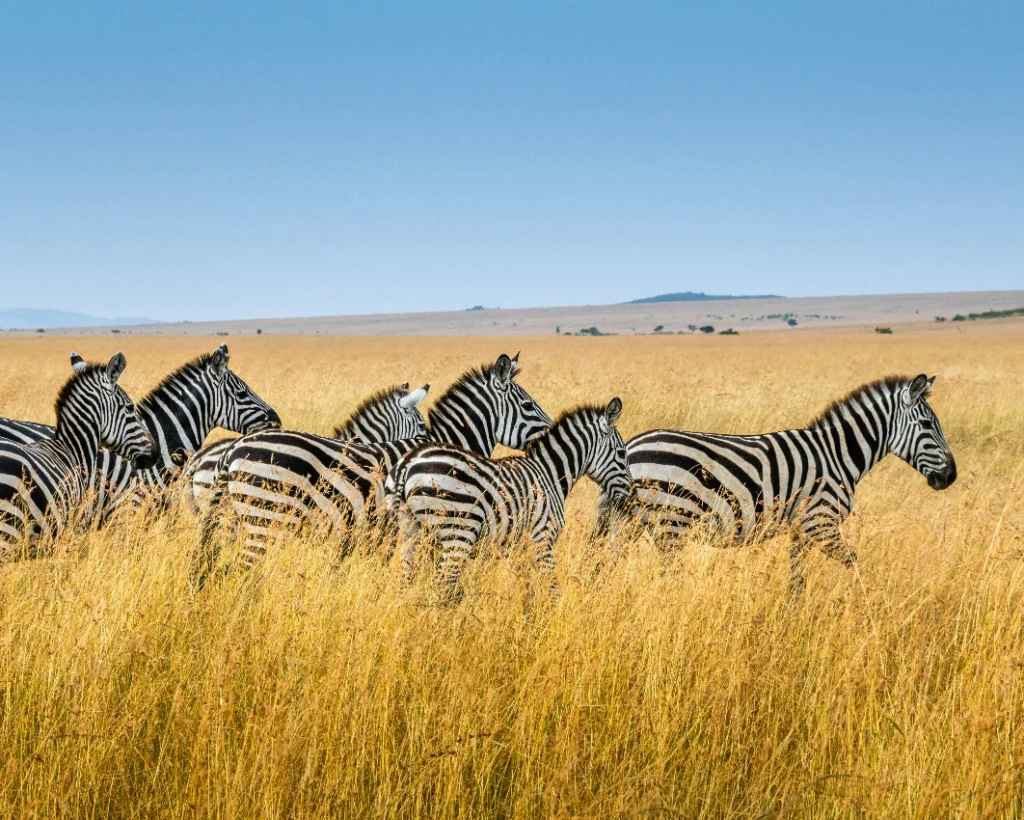 Zebra Migration JWP