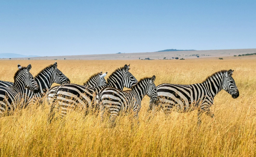 Zebra Migration JWP