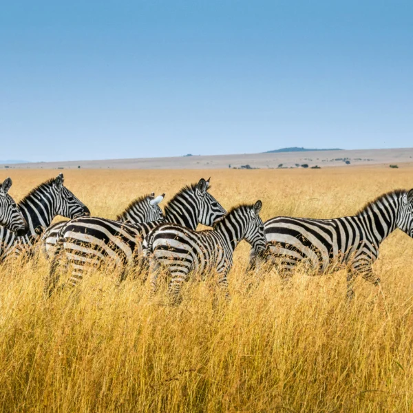 Zebra Migration JWP