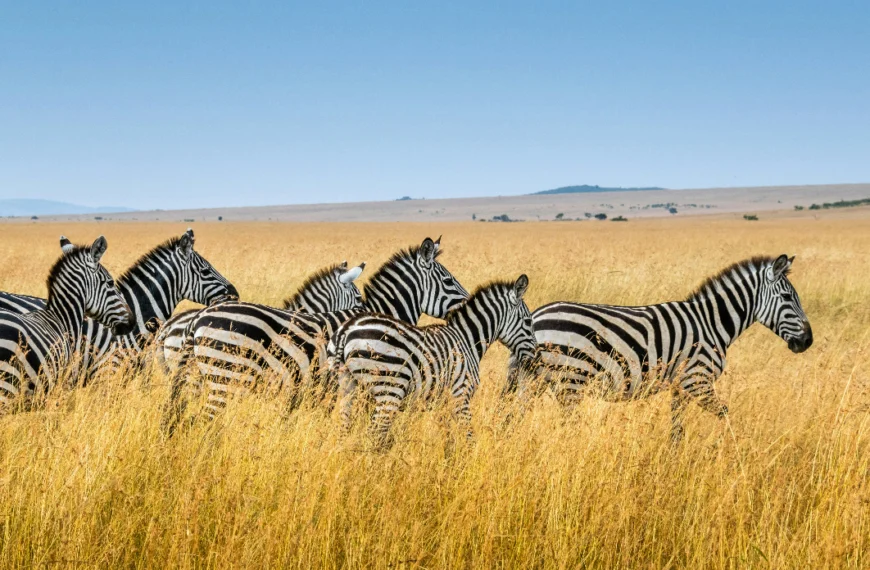 Zebra Migration JWP