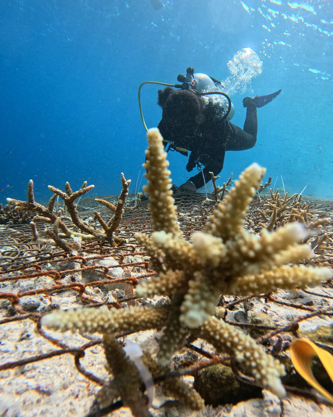 Reef Restoration JWP