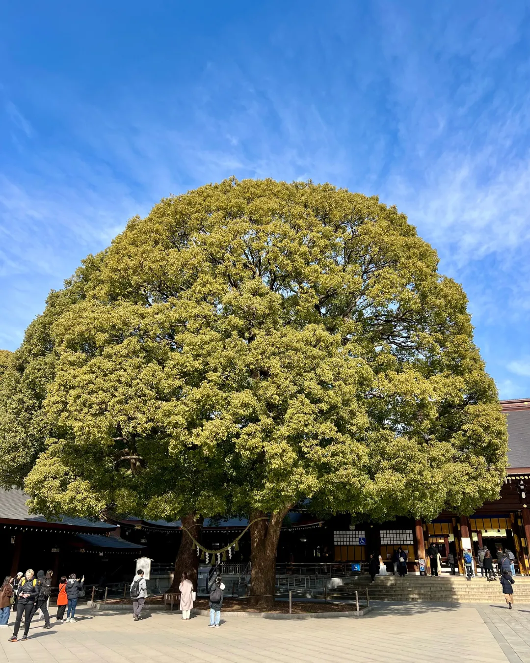 Japan Tree JWP