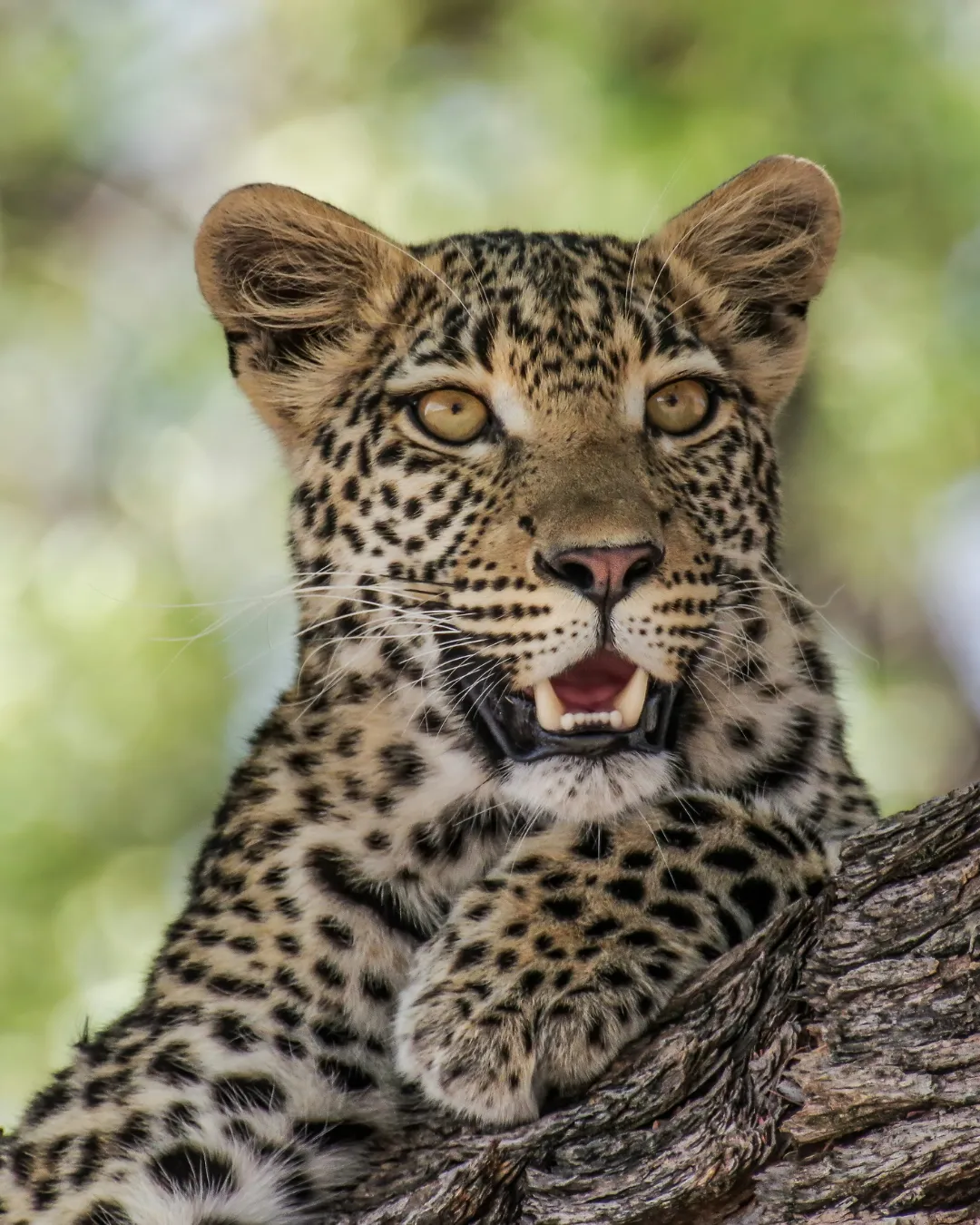 Leopard JWP