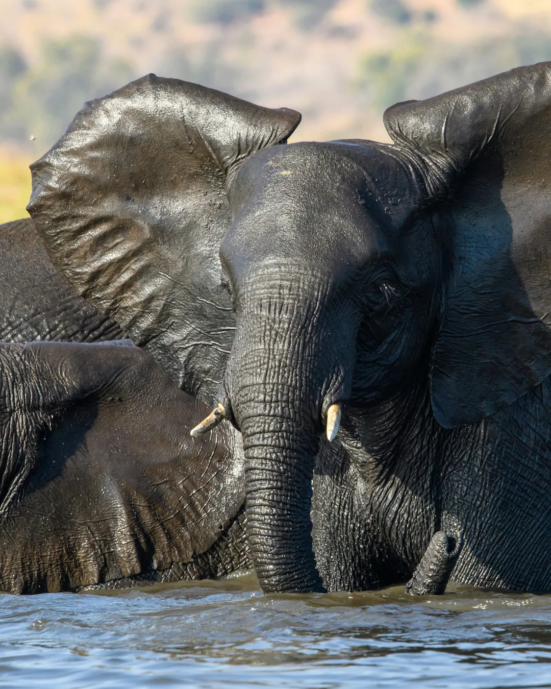 Elephant Mana Pools National Park JWP