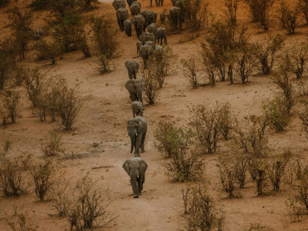 Elephants Zimbabwe