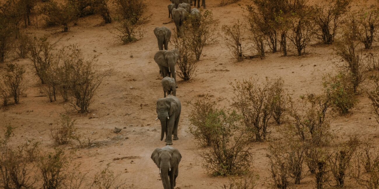 Elephants Zimbabwe