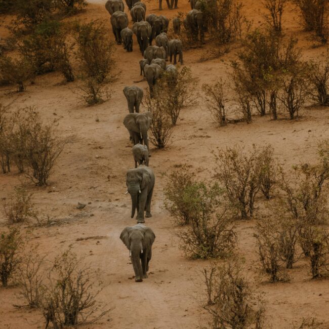Elephants Zimbabwe